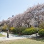 서울의 벚꽃 명소 - 여의도 윤중로 벚꽃 만개