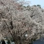 산벚꽃이 활짝핀 지리산휴가