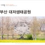 부산 벚꽃 명소 유채꽃 핀 대저생태공원 꽃구경 부산 산책