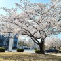 대전 벚꽃놀이 명소 충남대학교, 카이스트 _ 개화 상태 및 만개 시기