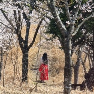 벚꽃 만개한 사진찍기 좋은곳 골체오름