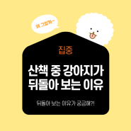 산책할 때 강아지가 뒤를 돌아보는 이유에 대해 알아봐요.