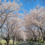 벚꽃명소 "양산 (물금) 황산공원"