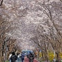서울 벚꽃 숨은 명소, 데이트 사진찍기 좋은 벚꽃길 풍경(ft. 송파둘레길)