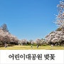 오늘 , 서울 벚꽃명소 어린이대공원 벚꽃 개화현황