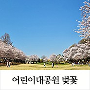 오늘 , 서울 벚꽃명소 어린이대공원 벚꽃 개화현황