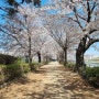 안양천 벚꽃 벚꽃길