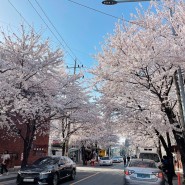 망원동 벚꽃길 YG사옥 합정가는길 2022년 4월 7일 기준