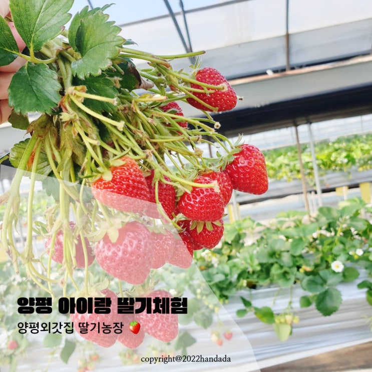 양평 아이랑 딸기체험 양평외갓집 딸기농장