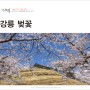 2022 벚꽃 개화시기 강릉 벚꽃 명소 경포대 경포호 실시간