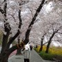 사진으로 구경하는 여의도 벚꽃길 (4월 9일 벚꽃사진)