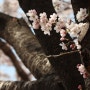 충북 증평 한적한 벚꽃 명소