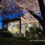 카페 이띠 (itti) 부산 벚꽃명소 사람반 벚꽃반