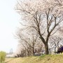 양평 벚꽃 명소 갈산공원 봄 나들이 여행