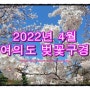 (여의도) 2022년 4월 여의도 벚꽃 현재상황
