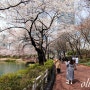 잠실 석촌호수 벚꽃 서울 4월 꽃구경