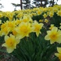 서산 유기방가옥 수선화, 전국 최고의 수선화 꽃동산이 있는 봄꽃 여행지