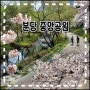 경기도 성남 벚꽃 분당 중앙공원 벚꽃 만개 꽃구경 주차