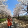 Spring in my village with cherry blossom, Seoul 봄봄봄^^^