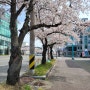 군산벚꽃 전군간도로 벚꽃산책 한적한곳