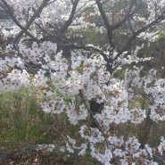 분당 율동공원, 운중천에 만개한 벚꽃