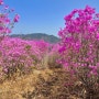 창원 대산, 광산먼등, 윗바람재봉 22년4월9일(토)