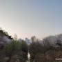 동탄 노작공원 벚꽃 - 동탄2 벚꽃명소 오산천 주차정보