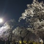 여의도 벚꽃길 벚꽃축제 야간 개장 벚꽃놀이