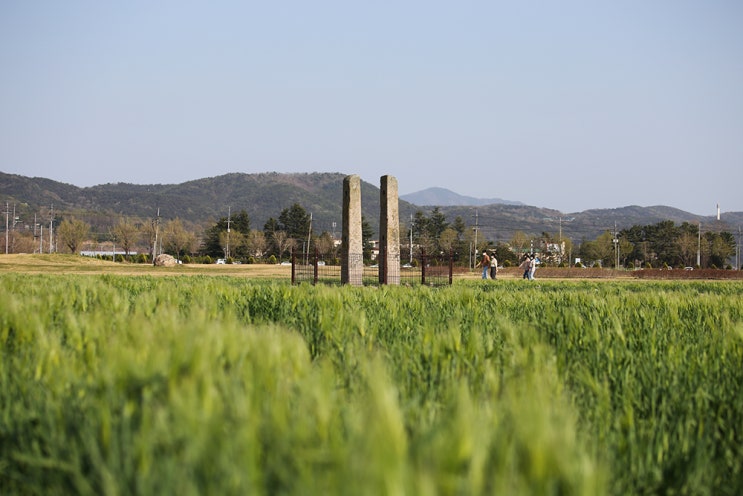 경주 가볼만한 곳, 분황사와 황룡사지 청보리밭, 첨성대 튤립...