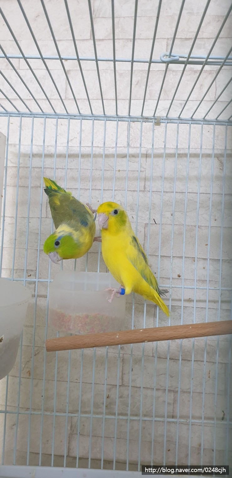 그린파이드 Green pied : 네이버 블로그