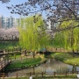 인천 굴포천 벚꽃 반월놀이공원 숨겨진 벚꽃놀이 명소로 추천!