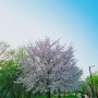 응봉나들목에서 청계천방향 중랑천 벚꽃구경~