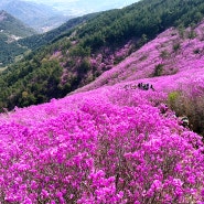 불났어요! 창원 천주산 만개한 진달래 군락지 등산