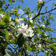문경의 봄꽃 즐기기 - 문경에도 봄의 소식이 가득합니다.