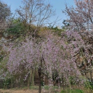 서대문구 안산자락길(연희숲속쉼터) 벚꽃 개화상태
