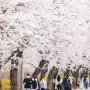 [경기·인천 벚꽃 명소] 꽃바람 설렘 안고 '벚꽃 터널 '속으로