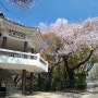 어린이놀이터에서 포토존까지 있는 인천 수봉공원 벚꽃 나들이