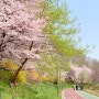 서울 벚꽃 명소 | 양재 시민의 숲 여의천 벚꽃 🌸
