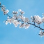 [시] 벚꽃으로 세상이 변했다는 착각