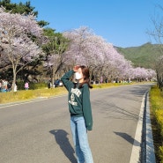 서울대공원 벚꽃축제 ; 벚꽃 만개 시기, 주차정보, 입장료는 무료!
