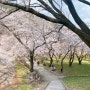 [양산 벚꽃명소 / 봄 산책하기좋은곳] 흩날리는 벚꽃 속에서 양산법기수원지