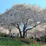 안산(鞍山) 벚꽃
