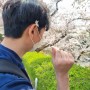 서울 벚꽃 명소로 유명한 남산공원, 남산타워 벚꽃 데이트 코스 대공개!
