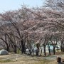 팔공산 칠곡 가산산성야영장 벚꽃개화 소식(4월첫주),벚꽃 캠핑~🌸