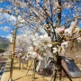 101th[신불산군립공원야영장] 벚꽃과 함께한 울주 산악영화제 캠핑~^^