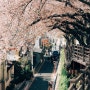벚꽃비가 쏟아지던 인스타 감성핫플 부산 벚꽃 숨은 명소 개금 벚꽃 문화길