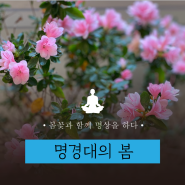 [일상] 봄꽃과 함께 명상을 하다 feat. 명경대 볼텍스 | 서울글로벌명상센터, 서울 명상, 영등포 명상