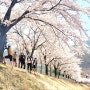 단양 벚꽃라이딩 오랫만에 콧바람 쐬러~~ 봄바람휘날리며~~