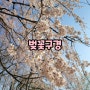 일산 호수공원이랑 석촌 호수공원에서 벚꽃 보고 온 후기