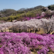 원미산/원미산진달래동산/부천시가볼만한곳/부천원미산/진달래꽂/원미산주차/경기도꽃구경/서울근교여행